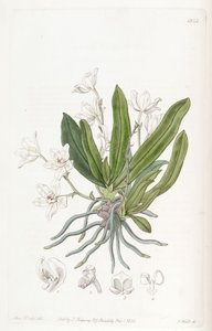 Sarcochilus falcatus 作： Miss Drake